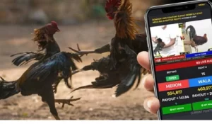 Sabong Betting Guide – Play, Win, and Experience Thrills on 11PH