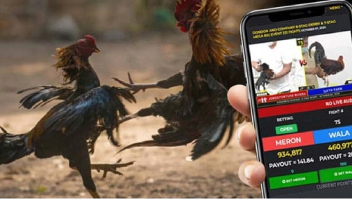 Sabong Betting Guide – Play, Win, and Experience Thrills on 11PH